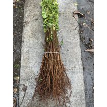 Sajmeggy - Prunus mahaleb