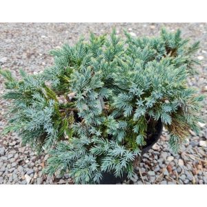 Juniperus squamata 'Blue Star' - boróka