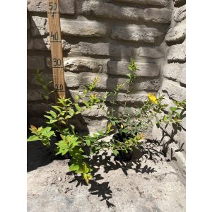 Örökzöld orbáncfű – Hypericum calycinum