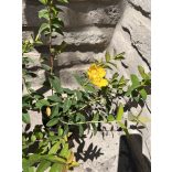 Örökzöld orbáncfű – Hypericum calycinum