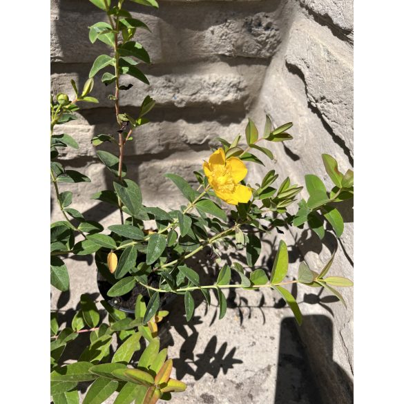 Örökzöld orbáncfű – Hypericum calycinum