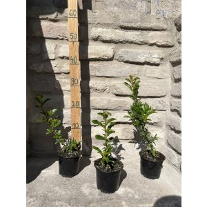 Pyracantha coccinea ‘Orange Glow’ – Tűztövis