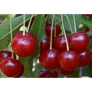 Meggy – Debreceni bőtermő – Prunus cerasus