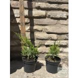  Zöld terülő boróka - Juniperus med. ’Mint Julep’ 