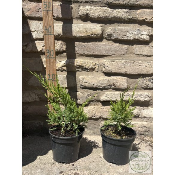  Zöld terülő boróka - Juniperus med. ’Mint Julep’ 