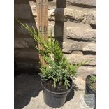  Zöld terülő boróka - Juniperus med. ’Mint Julep’ 
