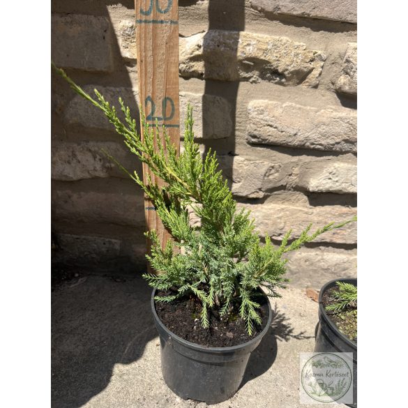  Zöld terülő boróka - Juniperus med. ’Mint Julep’ 