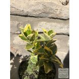Euonymus japonicus 'Aureus' - Euonymus japonez 'Aureus'