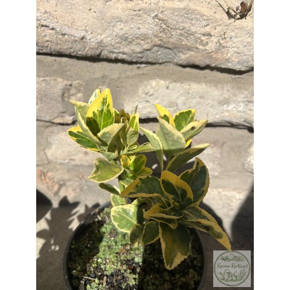 Euonymus japonicus 'Aureus' - Euonymus japonez 'Aureus'