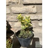 Euonymus japonicus 'Aureus' - Euonymus japonez 'Aureus'
