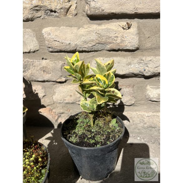 Euonymus japonicus 'Aureus' - Euonymus japonez 'Aureus'
