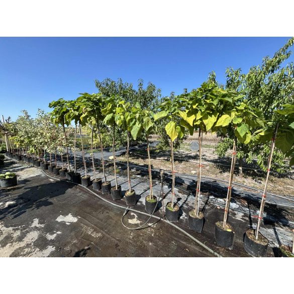 Catalpa bignonioides 'Nana' - globe catalpa