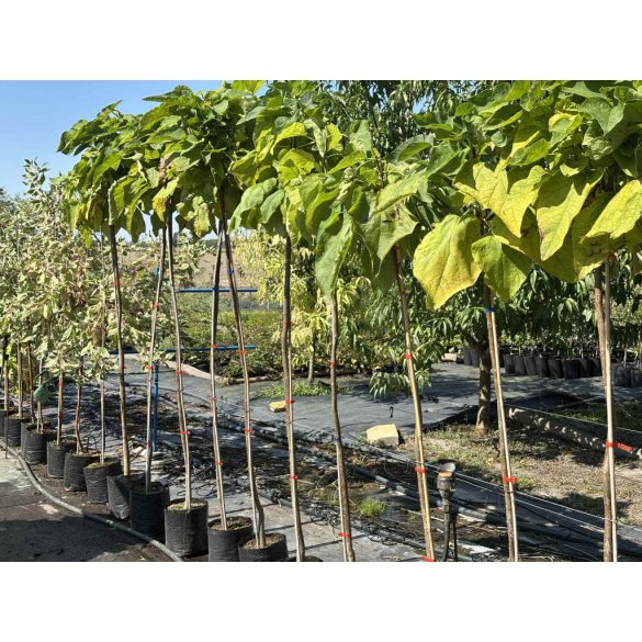 Catalpa bignonioides 'Nana' - globe catalpa