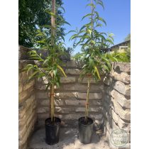 Őszibarack – Babygold 6 – Prunus persica - konténeres