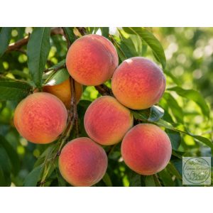 Piersic – Babygold 6 – Prunus persica – la container