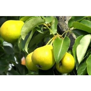 Pyrus 'Árpával érő' – Poirier d'été 'Árpával érő'