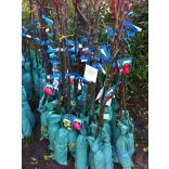 Malus - Jabłoń 'Mutsu'