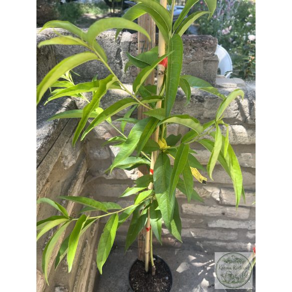 Kopaszbarack, Nektarin – Fantázia – Prunus persica var. nucipersica - konténeres