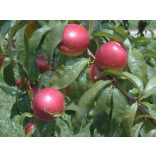 Kopaszbarack, Nektarin – Fantázia – Prunus persica var. nucipersica - konténeres