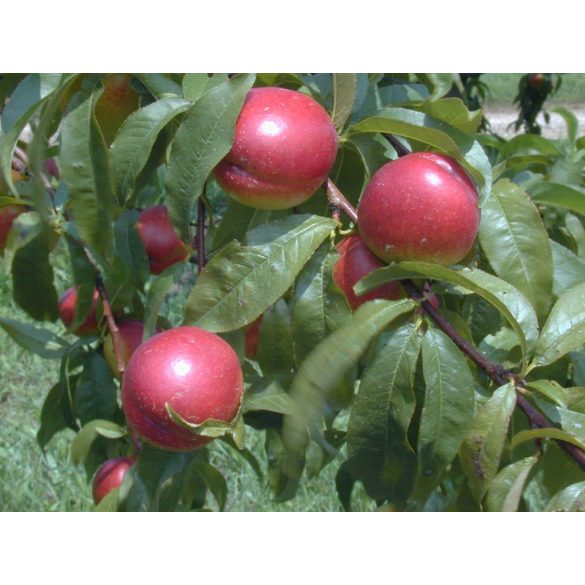 Kopaszbarack, Nektarin – Fantázia – Prunus persica var. nucipersica - konténeres
