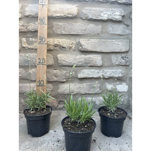 Levendula - Lavandula angustifolia - fehér - Méret: 15/30