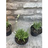 Levendula - Lavandula angustifolia - fehér - Méret: 15/30