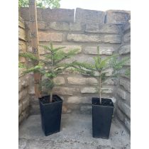 Andalúziai jegenyefenyő - Abies pinsapo - Méret: 20/40