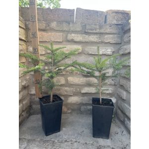 The Andalusian fir - Abies pinsapo