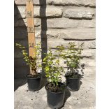 Symphoricarpos doorenbosii 'Magic Berry' - pink snowberry