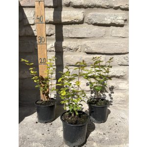 Symphoricarpos doorenbosii 'Magic Berry' - pink snowberry