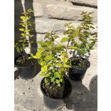 Symphoricarpos doorenbosii 'Magic Berry' - pink snowberry