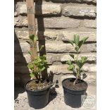 Ginkgo biloba 'Fastigiata' - páfrányfenyő