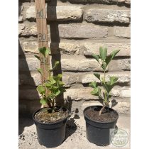 Ginkgo biloba 'Fastigiata' - páfrányfenyő