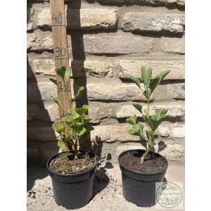 Ginkgo biloba 'Fastigiata' - páfrányfenyő