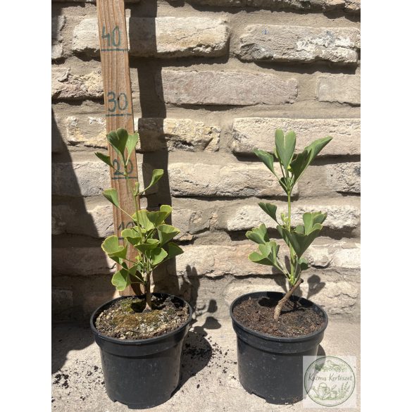 Ginkgo biloba 'Fastigiata' - páfrányfenyő