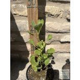 Ginkgo biloba 'Fastigiata' - páfrányfenyő