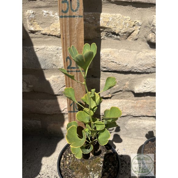 Ginkgo biloba 'Fastigiata' - páfrányfenyő