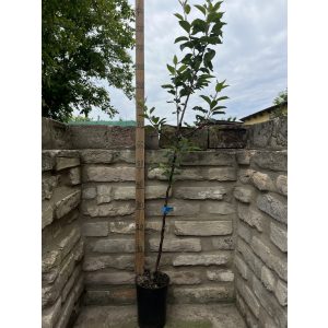 Téli alma – Granny Smith – Malus - konténeres - Méret: 120/150