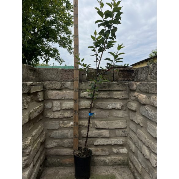 Malus 'Granny Smith' – Pommier d'hiver 'Granny Smith'