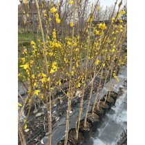   Törzses Forsythia intermedia – Aranyfa,aranycserje - Méret: 80