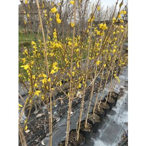 Törzses Forsythia intermedia – Aranyfa,aranycserje - Méret: 80
