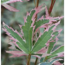 Acer palmatum 'Butterfly' - Japán juhar