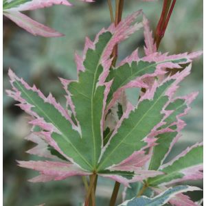 Acer palmatum 'Butterfly' - Japanese maple