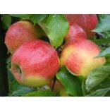 Téli alma – Jonagold – Malus - konténeres - Méret: 120/150