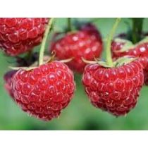 Málna - "Willamette" – Rubus idaeus