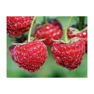 Málna - "Willamette" – Rubus idaeus