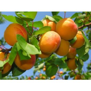 Kajszibarack, Sárgabarack – Ceglédi óriás – Prunus armeniaca – konténeres