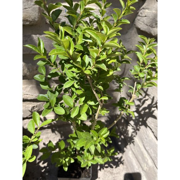 Közönséges Fagyal – „Atrovirens” – Ligustrum vulgare - Méret: 40/60