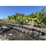 Catalpa bignonioides 'Nana' - globe catalpa