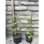 Ginkgo biloba 'China Pendula' - páfrányfenyő